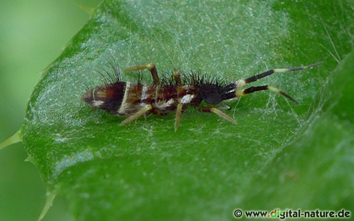 Orchesella flavescens findet man ganzjährig unter Totholz