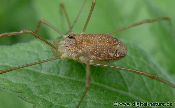 Rilaena triangularis findet man im Wiesen-Biotop oder auf Trockenrasen