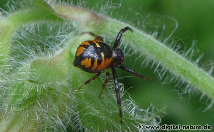 Synema globosum ist als Lauerjäger aktiv