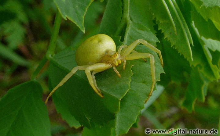 Misumena vatia findet man auf blütenreichen Wiesen
