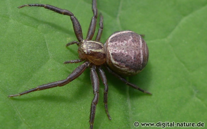 Die Sumpfkrabbenspinne lauert in der niederen Vegetation auf Beute