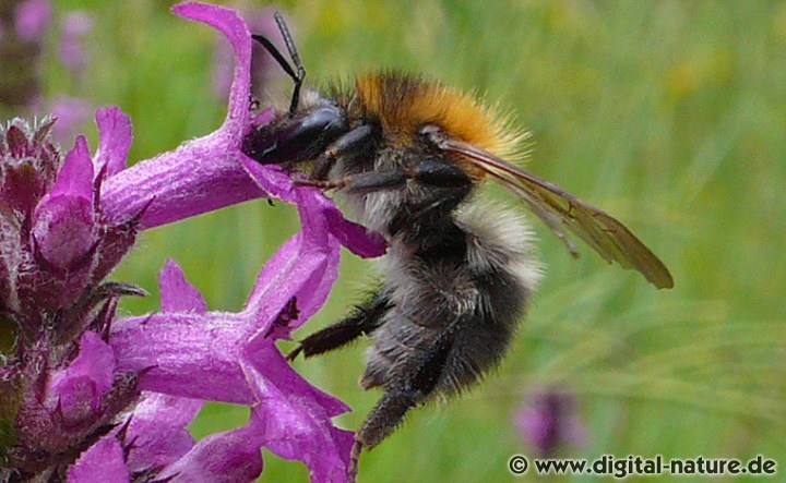 Ackerhummel Weibchen Lebensweise