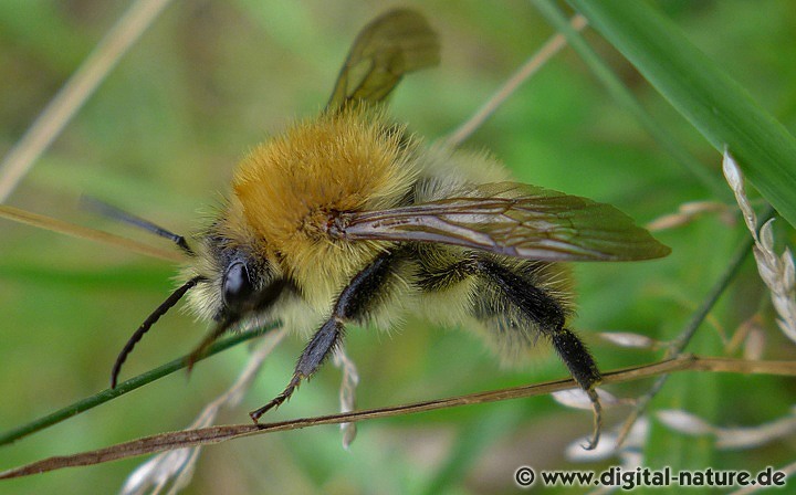 Bombus pascuorum Männchen