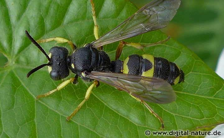 Bienenjagende Knotenwespe Cerceris rybyensis