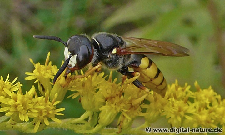 Philanthus triangulum Lebensräume