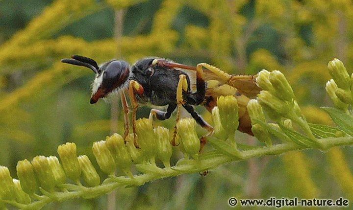 Der Bienenwolf ernährt sich von Pollen und Nektar