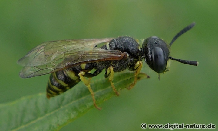 Bienenwolf Männchen