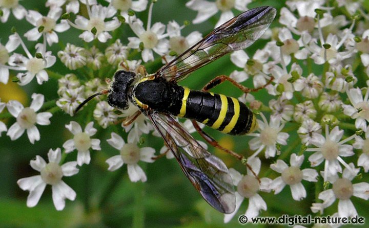 Gelbschwarze Blattwespe Tenthredo vespa