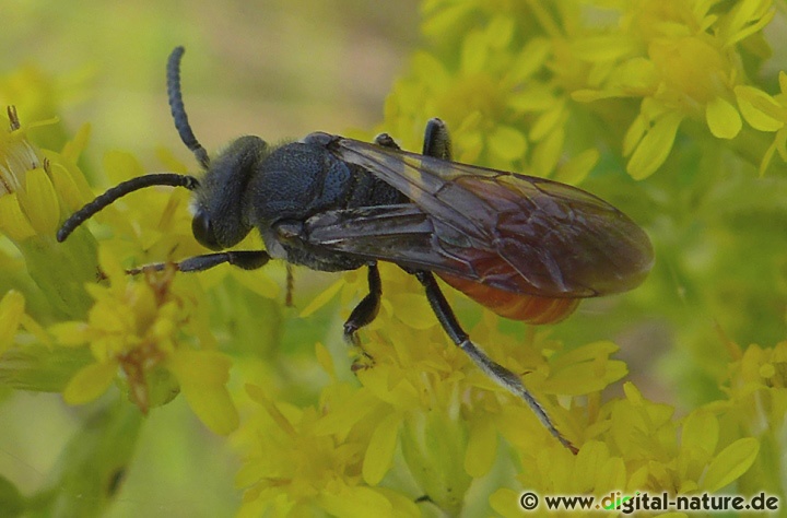 Die Weibchen dringen bevorzugt in die Nester der Seidenbiene Colletes cunicularius ein