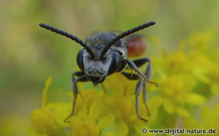 Große Blutbiene Lebensweise