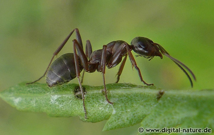 Hilfsameise Formica cunicularia