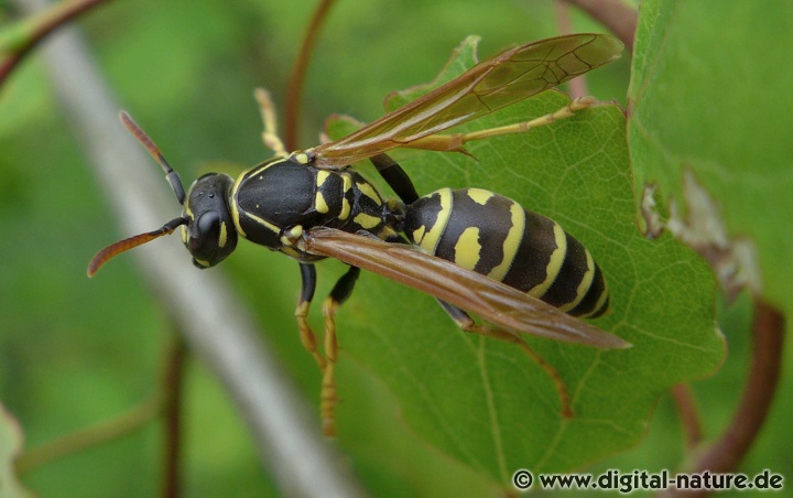 Die Gallische Feldwespe fliegt von April bis September