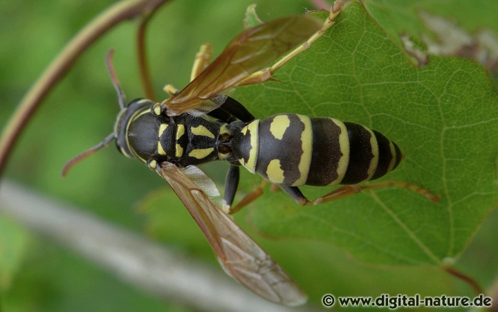 Polistes dominula Nestbau