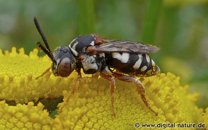 Gewöhnliche Filzbiene Weibchen