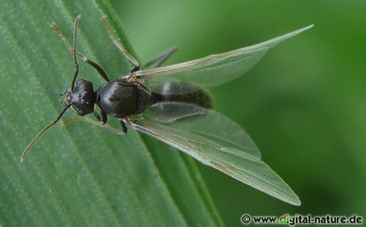 Waldameisen Männchen Formica