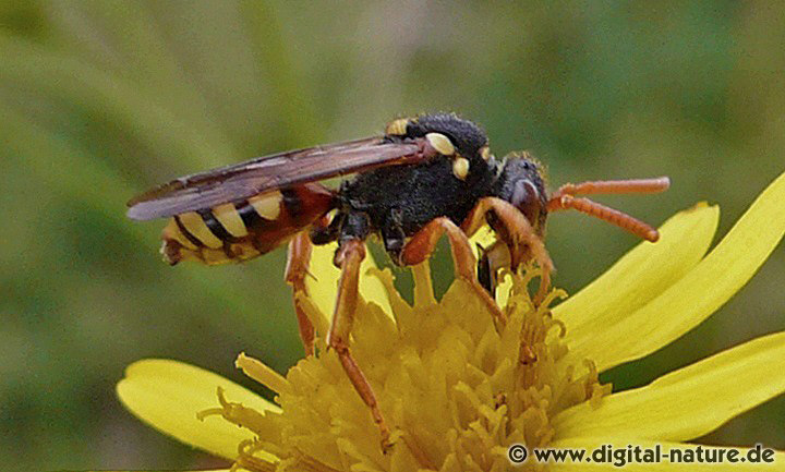 Gewöhnliche Wespenbiene Nomada fucata