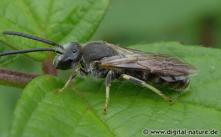 Unterscheidung Lasioglossum und Halictus