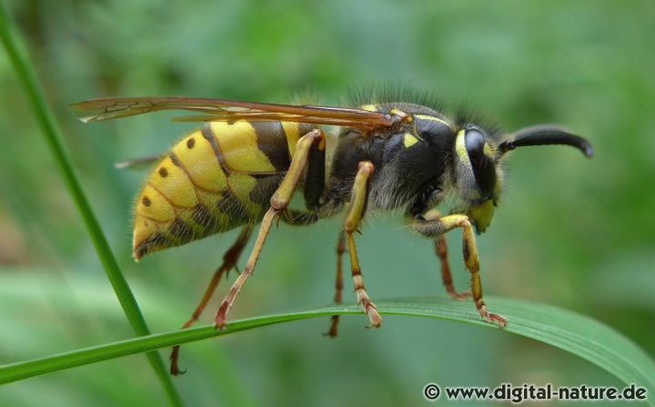 Gemeine Wespe Vespula vulgaris