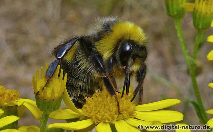 Bombus lucorum Männchen (Drohne)