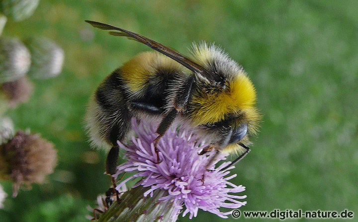 Helle Erdhummel: Nestbau und Lebensweise