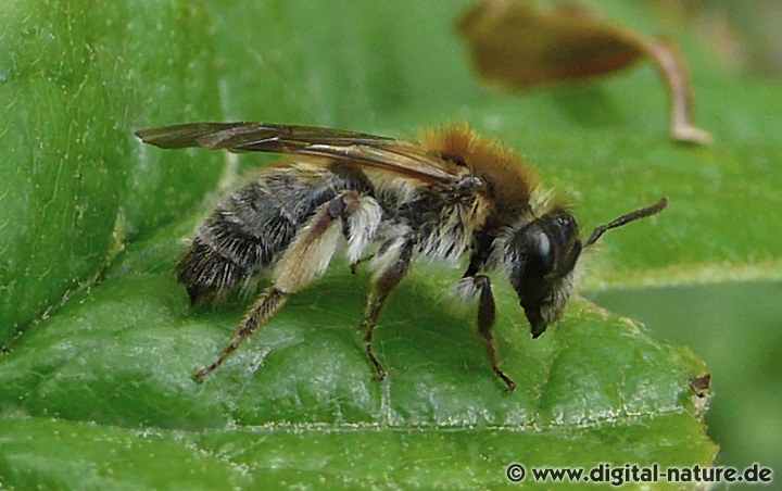 Schlehen-Lockensandbiene Andrena helvola