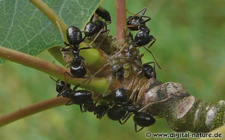 Kartonameise - Nestbau mit Cladosporium myrmecophilum