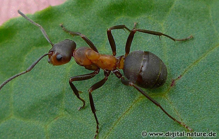 Formica polyctena Merkmale