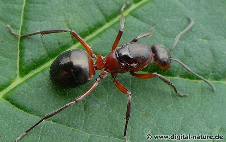 Kahlrückige Waldameise Königin (Gyne)