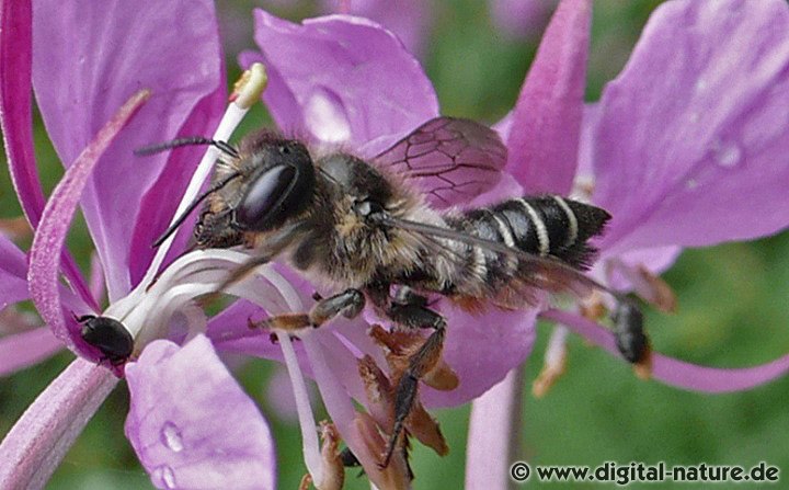 Megachile lapponica Weibchen
