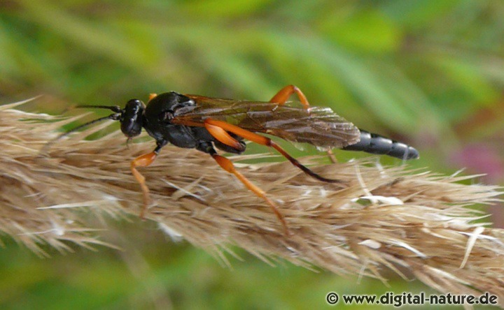 Limerodops elongatus - Lebensräume