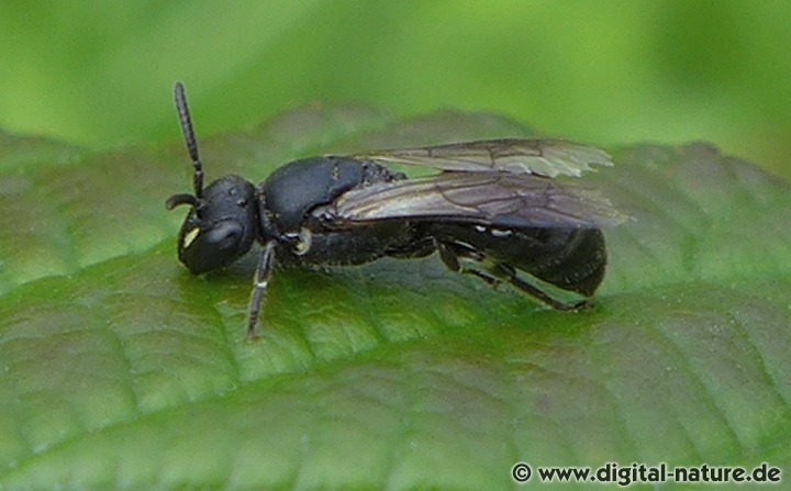 Gewöhnliche Maskenbiene Hylaeus communis Weibchen