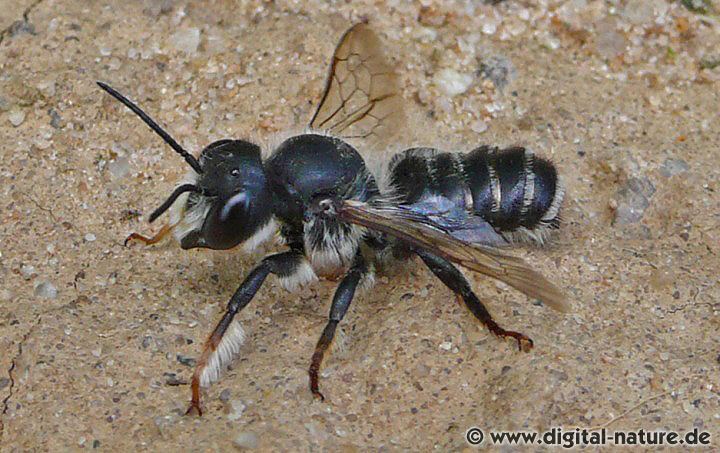 Megachile ericetorum Männchen