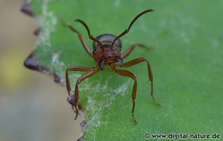 Die Blutrote Raubameise ernährt sich von Honigtau und Insekten