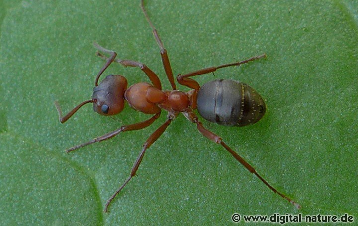 Formica sanguinea Merkmale
