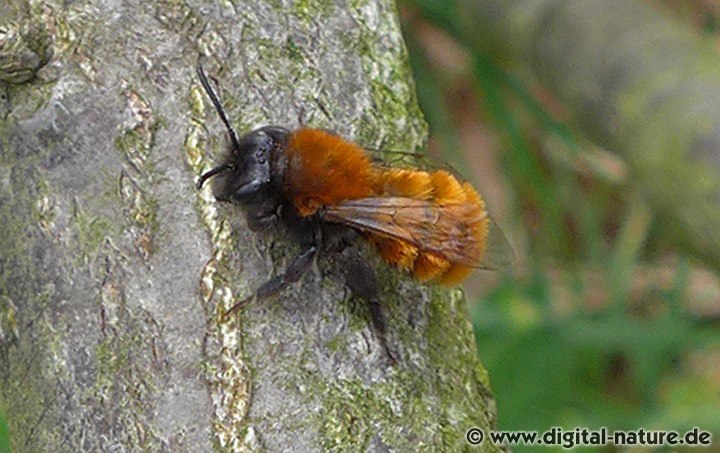 Rotpelzige Sandbiene Andrena fulva