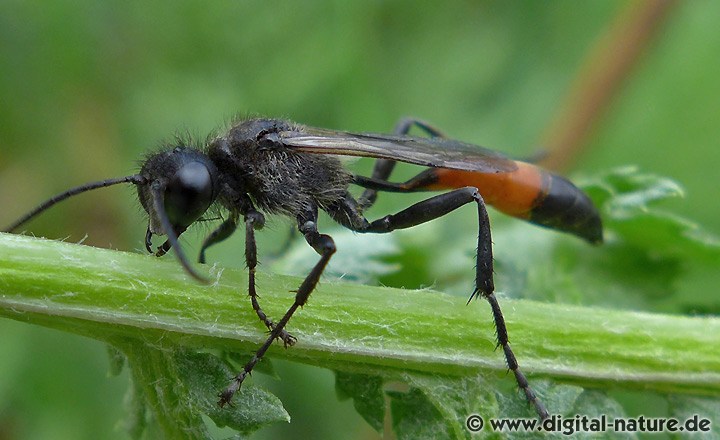 Kurzstielsandwespe Podalonia hirsuta