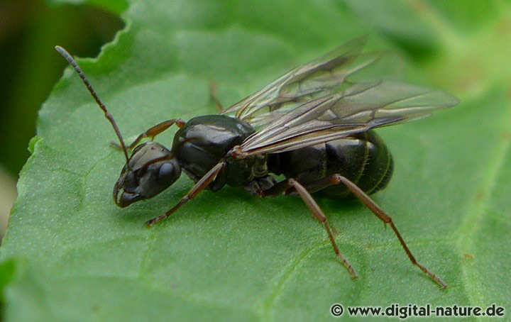 Formica fusca Jungkönigin