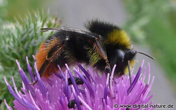 Steinhummel Bombus lapidarius Männchen