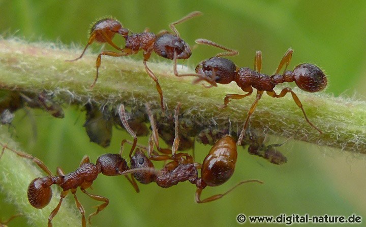 Waldknotenameise: Symbiose mit Blattläusen