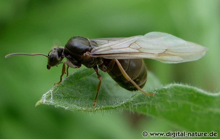 Geschlechtstiere: Lasius niger Königin