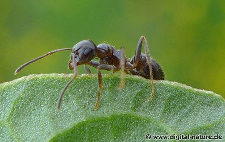 Schwarze Gartenameise: Lebensweise und Nahrung