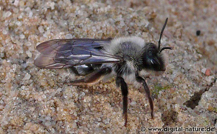 Andrena vaga Weibchen