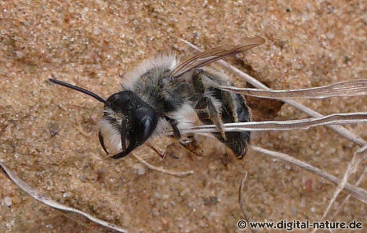 Weidensandbiene Männchen