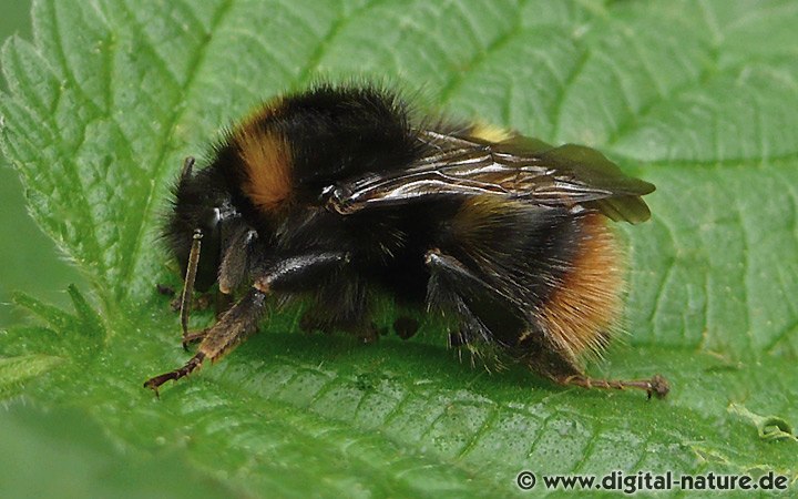 Wiesenhummel Bombus pratorum