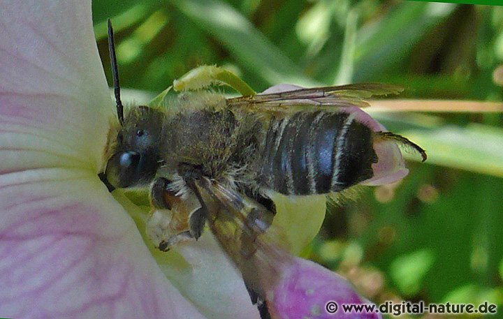 Megachile willughbiella Männchen