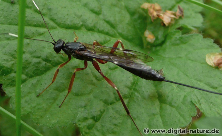 Schlupfwespe Xorides