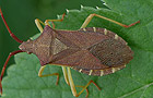 Braune Randwanze