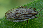 Tingis ampliata
