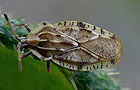 Tingis cardui