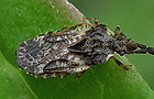 Aradus depressus